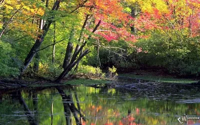 Обои осень, дерево, лист, вода, природный заповедник - картинка на рабочий  стол и фото бесплатно