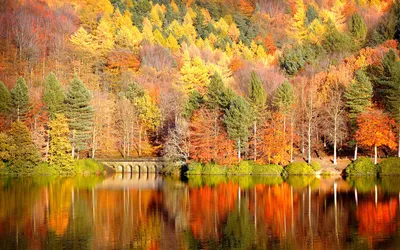 Обои осень, дерево, природа, лист, растительность - картинка на рабочий стол  и фото бесплатно