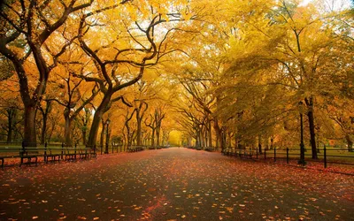 Обои осень, Эйфелева башня, кленовые листья. Фото осень 1280x800 на телефон.
