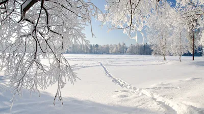 Скачать обои природа, зима, снег, лес, деревья, ёлки, раздел природа в  разрешении 1366x768 | Пейзажи, Природа, Лес