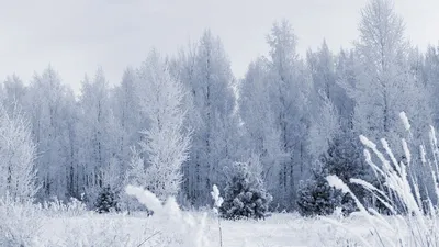 Зима обои на рабочий стол - 71 фото