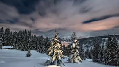 Зимний лес на рабочий стол - 72 фото