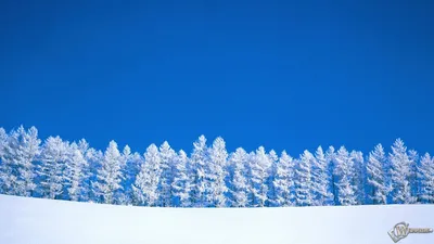 Обои зима - 98 фото