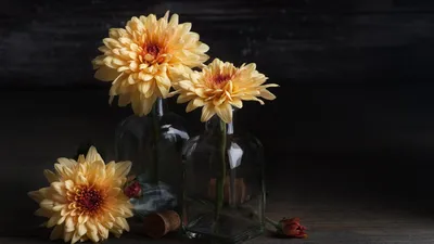 Картинки хризантемы, цветок, букет - обои 1366x768, картинка №419493