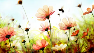 Рисунок экзотические цветы, обои ромашковое поле, хризантемы, розы. Фото цветы  1366x768