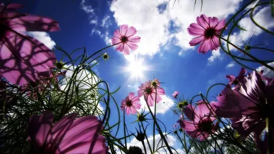 Скачать 1366x768 цветы, небо, солнце, трава, лучи, день, лето обои,  картинки планшет, ноутбук