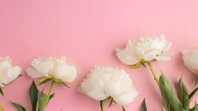 Обои цветок, пион, розовые цветы, розовый, цветковое растение HD ready  бесплатно, заставка 1366x768 - скачать картинки и фото