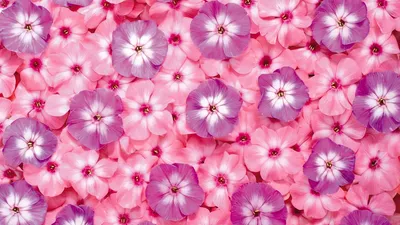 Скачать 1366x768 цветы, маленькие, яркие, розовые, сиреневые обои, картинки  планшет, ноутбук