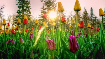 Картинки фото, природа, цветы, весна, тюльпаны - обои 1366x768, картинка  №136504