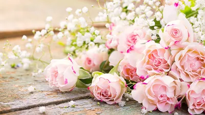 Фото Розы розовая цветок 1366x768