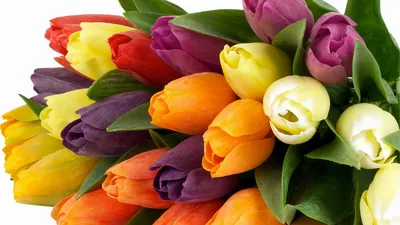 Картинка на рабочий стол цветок, тюльпаны, букет, красивые, тюльпан, цветы  1366 x 768