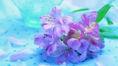 Букет Ирисов, яркие нежные цветы обои для рабочего стола, картинки, фото,  1366x768.