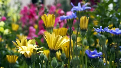 Скачать обои Весенние цветы (Цветок, Фото, Макро, Весна) для рабочего стола  1366х768 (16:9) бесплатно, Макро фото Весенние цветы Цветок, Фото, Макро,  Весна на рабочий стол. | WPAPERS.RU (Wallpapers).
