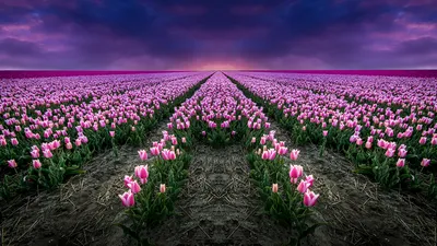 Pictures Tulips Pink color Fields Flowers 1366x768