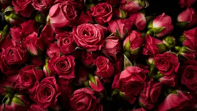 Обои для рабочего стола Розы Бордовый цветок 1366x768
