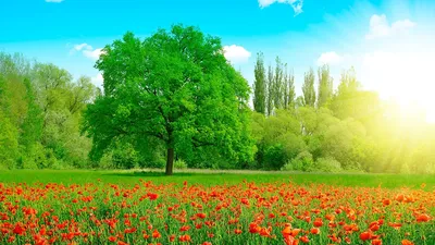 Photo Summer Nature Meadow Poppies Trees 1366x768