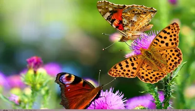 Pic. #Wallpaper #1366x768 #Butterflies #Beautiful, 180536B – Animals  Wallpapers 1366x768