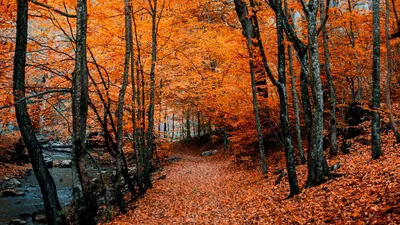 Скачать 1366x768 осень, тропинка, листва, лес, деревья, осенние краски обои,  картинки планшет, ноутбук