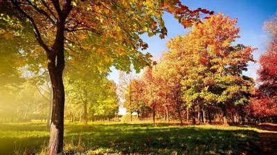 Картинки деревья, осенний мотив, солнце играя на листве, разноцветные кроны  деревьев, ранняя осень, небо, природа - обои 1366x768, картинка №7714