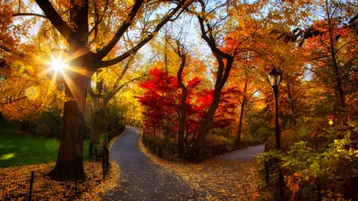 Обои осень, дерево, природа, лист, листопадные HD ready бесплатно, заставка  1366x768 - скачать картинки и фото