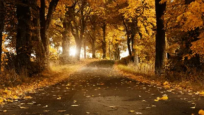 Скачать обои Дорога, Осень, Деревня, Жёлтые листья, раздел пейзажи в  разрешении 1366x768