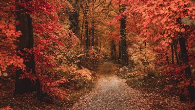 Скачать обои Природа, Дорога, Осень, Лес, Листья в разрешении 1366x768 на рабочий  стол