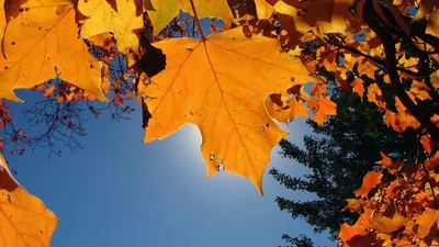 Скачать обои осень, листья, дерево, раздел природа в разрешении 1366x768