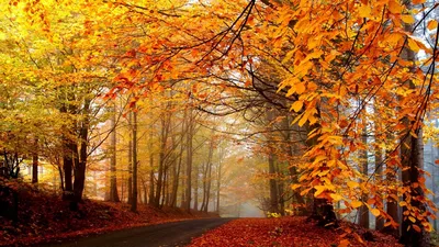 Скачать 1366x768 осень, деревья, дорога, туман, дымка, асфальт, листья,  желтые, ярко обои, картинки планшет, ноутбук