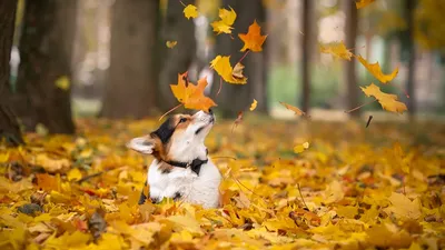 Photo Welsh Corgi dog Foliage Autumn animal 1366x768