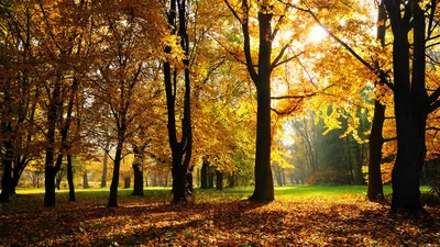Обои осень, дерево, лист, природа, растительность HD ready бесплатно,  заставка 1366x768 - скачать картинки и фото
