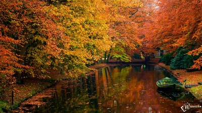 Картинка на рабочий стол осень, осенние обои, природа, дерево, красивые обои  с природой, фон, фото, листья 1366 x 768