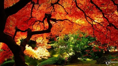Скачать обои на рабочий стол бесплатно без регистрации в формате 1366x768.  Осенняя панорама. Природа, осень, панорама, лес, деревья.