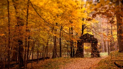Обои Осень, листья, фон, colorful, клен, yellow, wood, autumn, leaves,  maple 1366x768