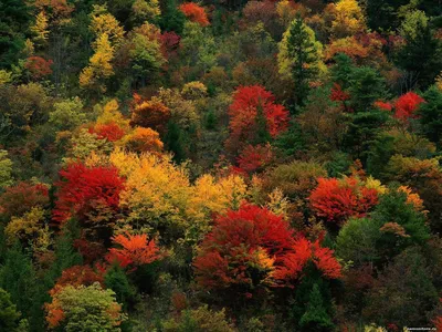 Багрянец, лес, осень, природа 1600х1200 - Обои для рабочего стола.  Wallpapers | Colorful mountains, Landscape, Mountain wallpaper