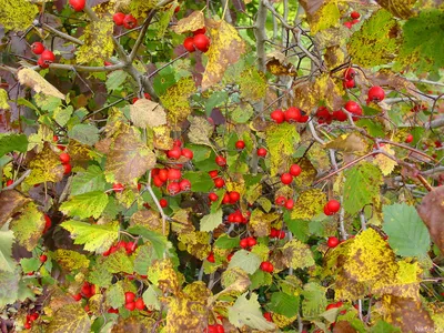 Фотогаллерея \"Краски осени\" - фотографии осенней природы, красные листья на  деревьях, пожелтевшая листва на земле...
