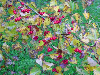 Фотогаллерея \"Краски осени\" - фотографии осенней природы, красные листья на  деревьях, пожелтевшая листва на земле...