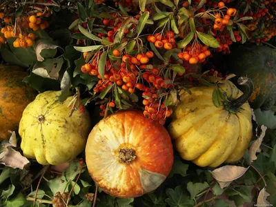 Плоды осени, овощи, осень, природа 1600х1200 - Обои для рабочего стола.  Wallpapers | Pumpkin, Autumn, Wallpaper