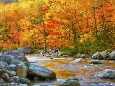 Нью-Гемпшир осенью, жёлтое, лес, осень, природа 1600х1200 - Обои для  рабочего стола. Wallpapers | Nature wallpaper, Hd landscape, Fall wallpaper