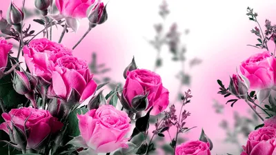 Обои цветы, розовый фон на рабочий стол
