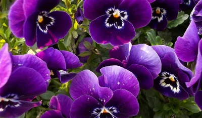 Скачать обои Великолепные фиолетовые цветы (Цветы, Фиолетовый) для рабочего  стола 1920х1080 (16:9) бесплатно, Макро фото Великолепные фиолетовые цветы  Цветы, Фиолетовый на рабочий стол. | WPAPERS.RU (Wallpapers).