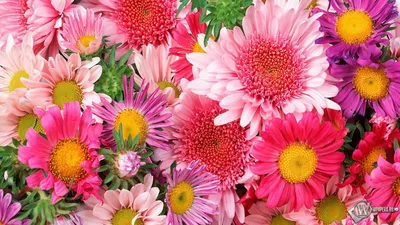 Скачать обои Цветы (Цветы) для рабочего стола 1920х1080 (16:9) бесплатно,  Макро фото Цветы Цветы на рабочий стол. | WPAPERS.RU (Wallpapers).