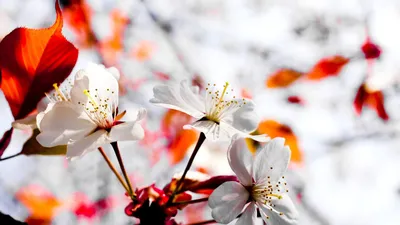 Обои Цветы Сакура, вишня, обои для рабочего стола, фотографии цветы,  сакура, вишня, цветущая, весна Обои для рабочего стола, скачать обои  картинки заставки на рабочий стол.