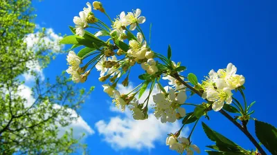 Скачать обои цветы, природа, размытость, весна, тюльпаны разрешение  1920x1080 #46360