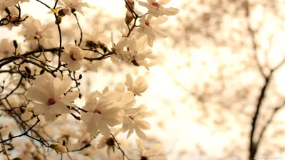 Скачать обои деревья, цветение, парк, весна, сакура разрешение 1920x1080  #131354