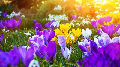 Фотографии Весна Цветы Шафран траве 1920x1080
