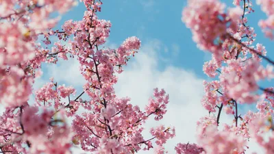 Картинки дерево, Макро обои, свежесть, весенние обои, весна, липа - обои  1920x1080, картинка №31304