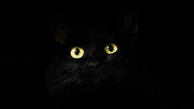 Download Animals, Cat, Black, Eyes Wallpaper in 2048x1152 Resolution