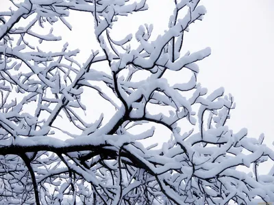 Обои Природа Зима, обои для рабочего стола, фотографии природа, зима, снег,  ветви Обои для рабочего стола, скачать обои картинки заставки на рабочий  стол.