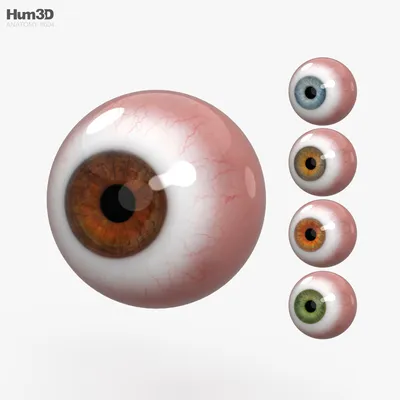 Глаз человека 3D модель - Скачать Анатомия на 3DModels.org
