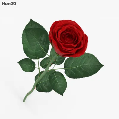 современные 3d настенные цветы розы со светлым фоном для домашнего декора,  Золотая роза, цветы розы, розовый фон фон картинки и Фото для бесплатной  загрузки